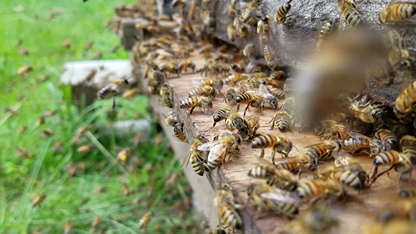 利用物聯網保護環境的三種方法