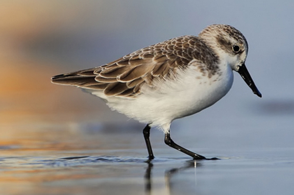 過時名錄嚴重影響瀕危物種保護,委員呼吁:應盡快更新