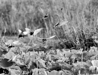 孔孟之鄉生態美 天藍水碧百姓樂