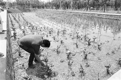 三年攻堅(jiān),滇池保護(hù)治理力爭(zhēng)實(shí)現(xiàn)新突破